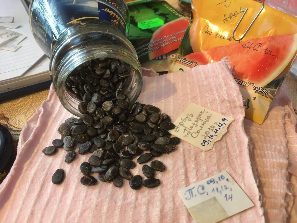 интересные факты про семена