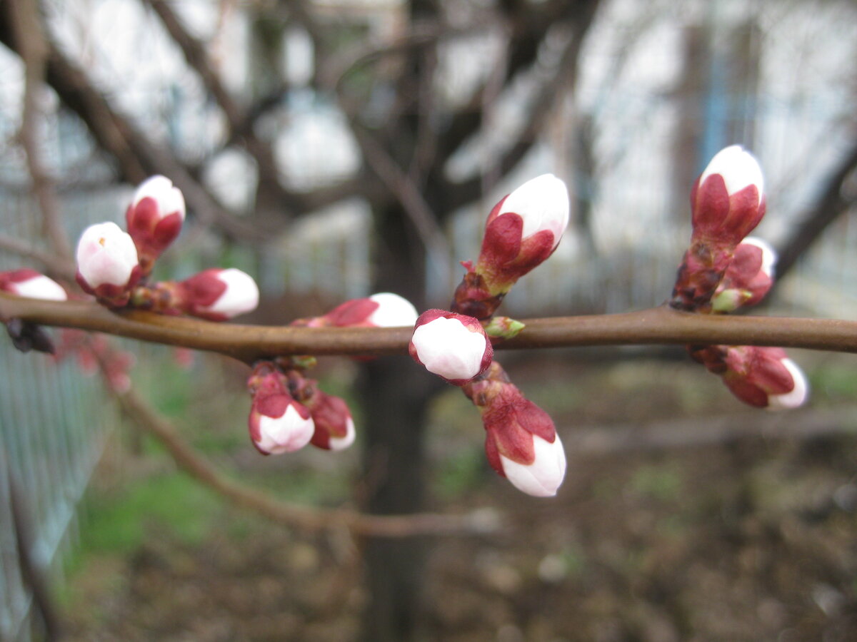 Размер и форма почек