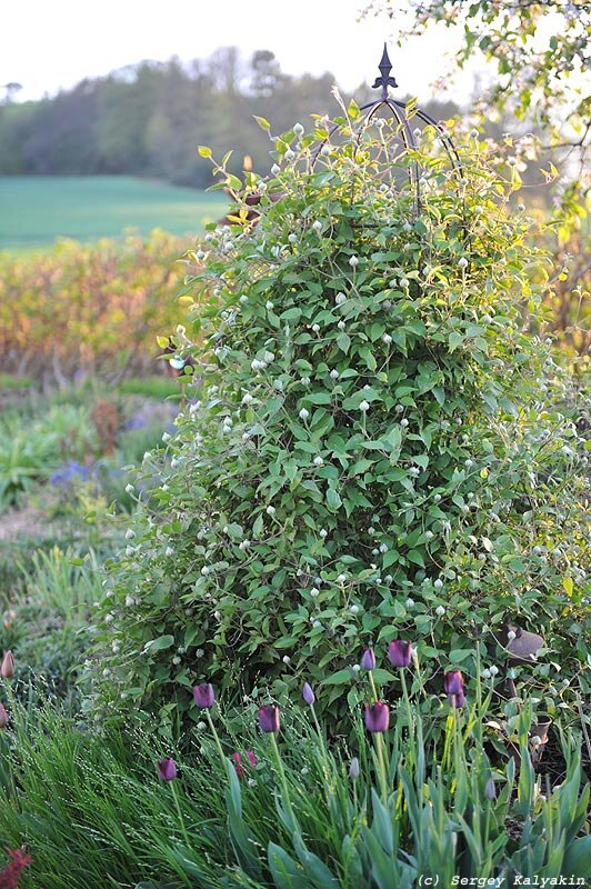 Клематис Diamantina 