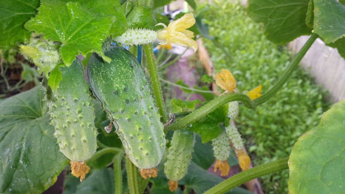 Огурчики любят хлебную и дрожжевую закваску