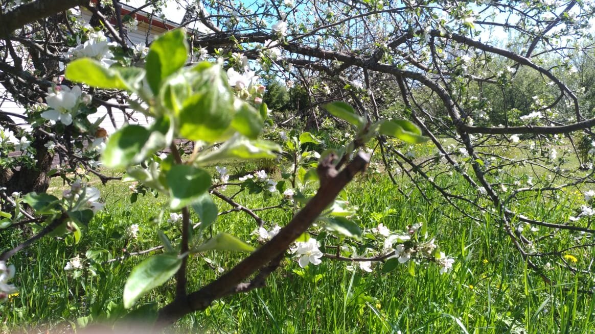 Крона яблони, поврежденная мужем в весеннее время.