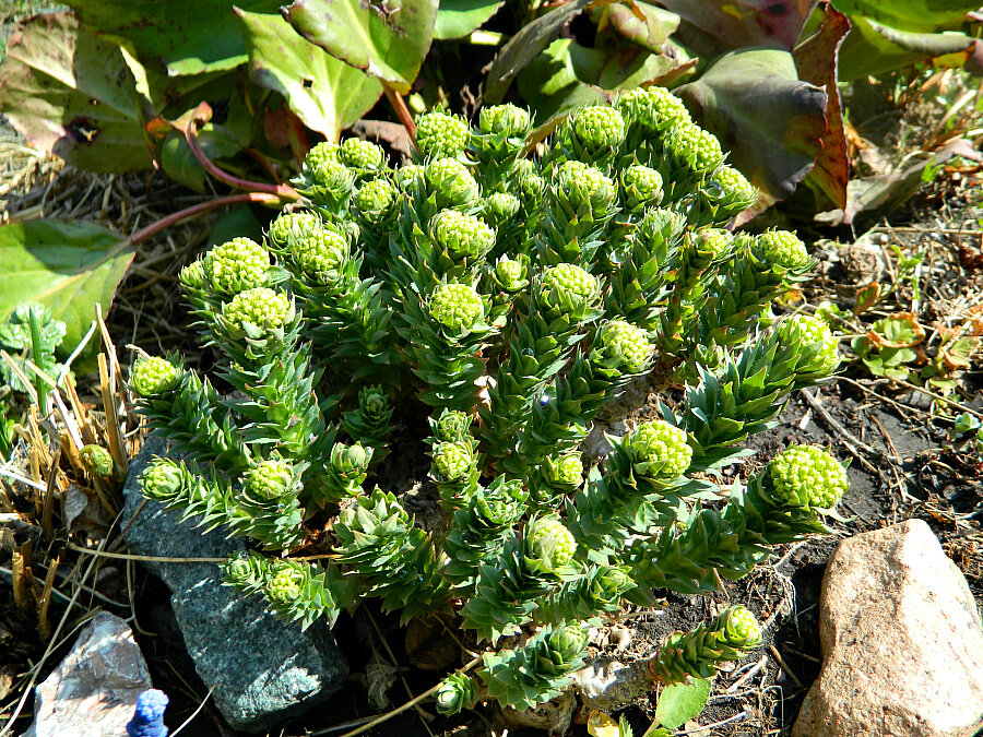 Золотой корень