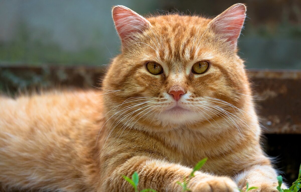 Фото из сети Интернет