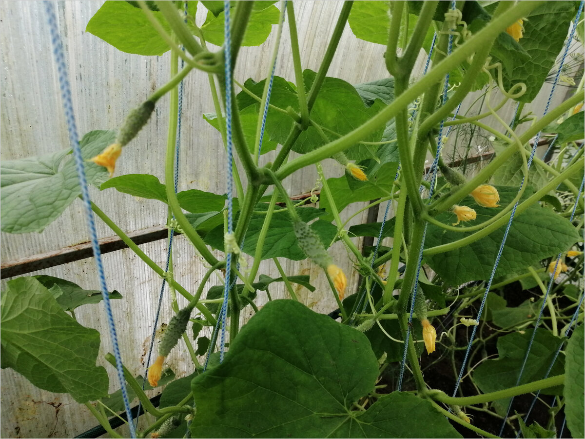 Кусты рассады огурцов в теплице разрослись за месяц.