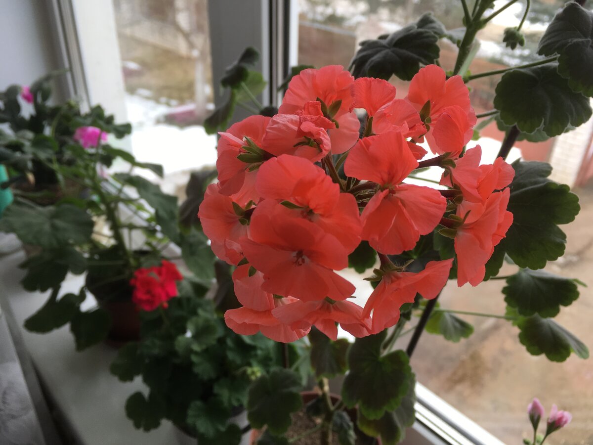 моя прекрасная герань, она же пеларгония