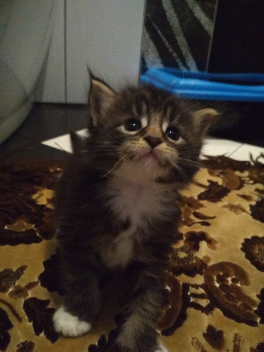 коричневый нос любопытный