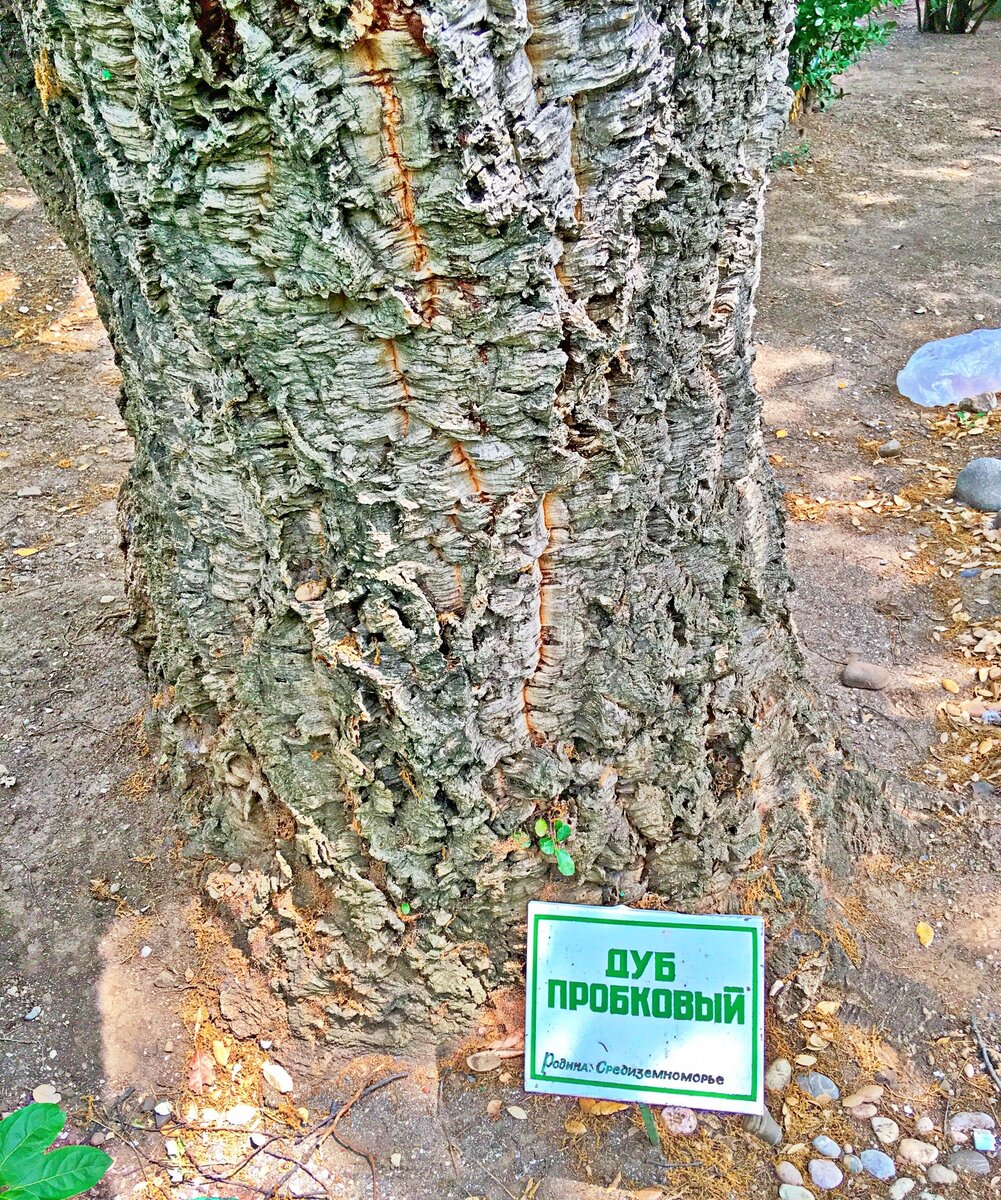 Образец флоры