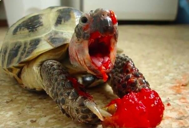 Почему красноухая черепаха вялая и не ест?