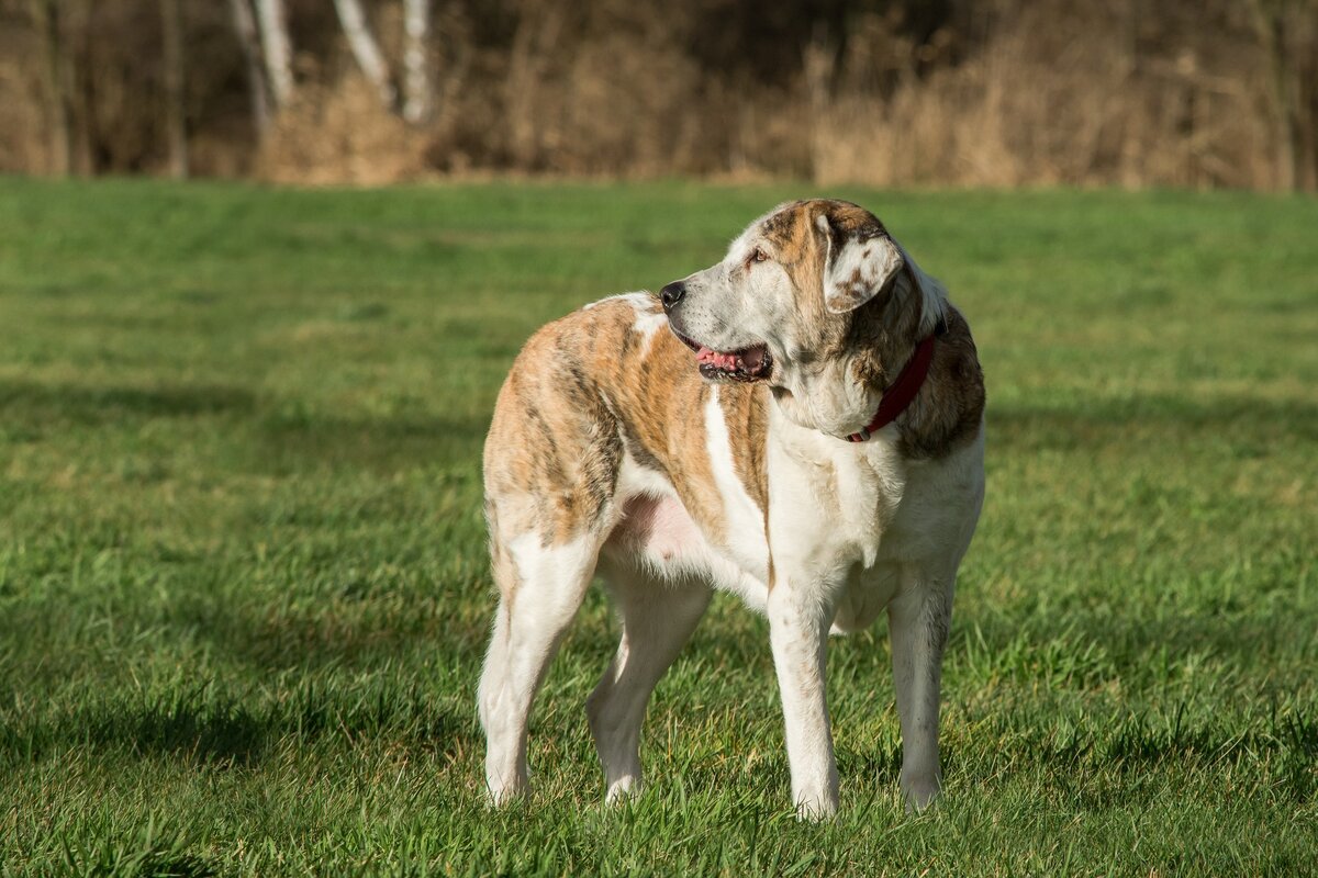 Сторожевые собаки. Собака из участка. Фото собак больших пород. Большой пес земля. Собака из участка порода