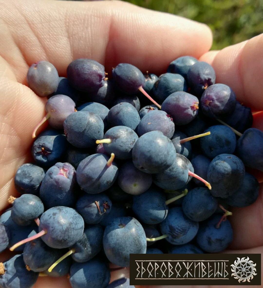 Та самая голубика из Салехарда