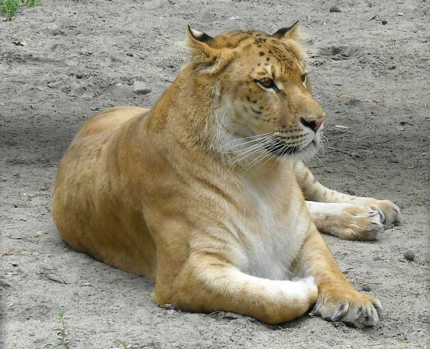 Гордый лигр