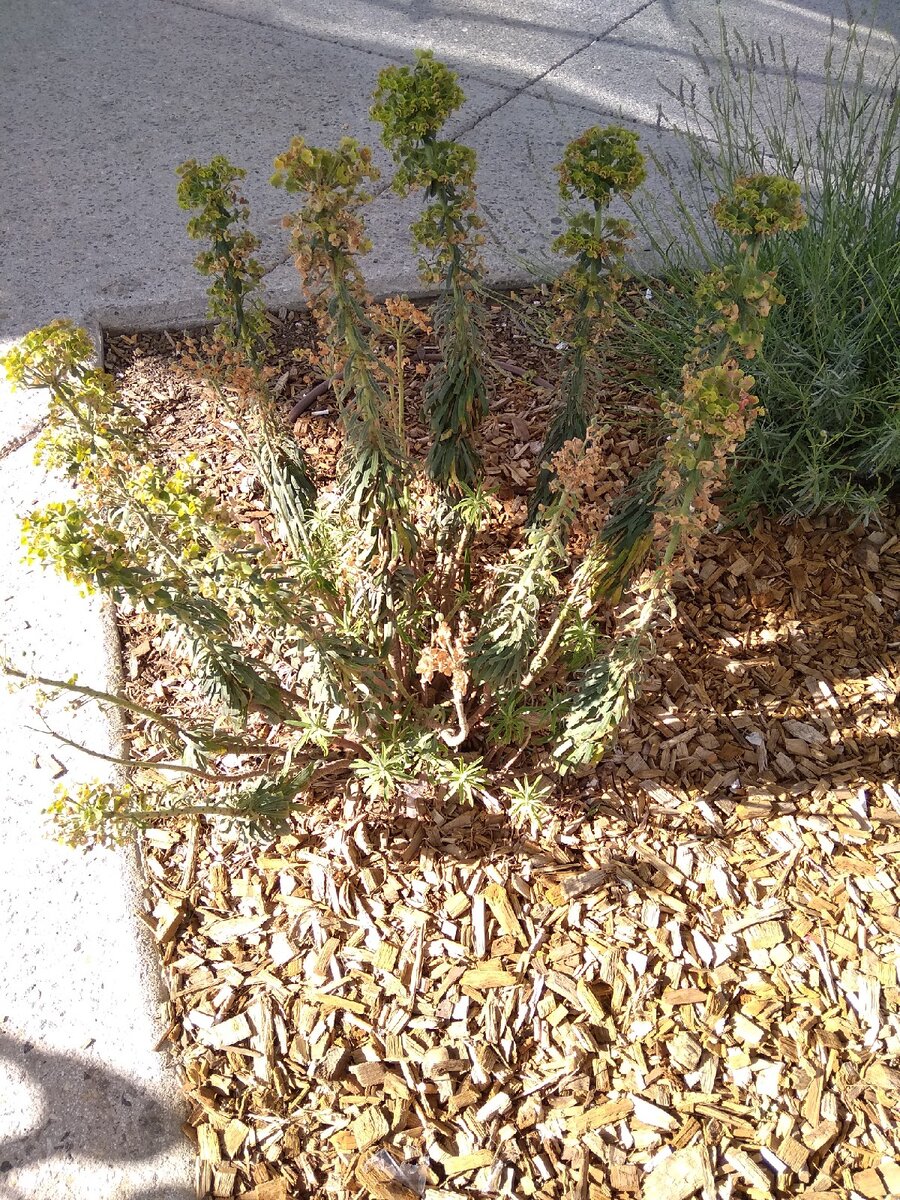 Клумба с опилками 