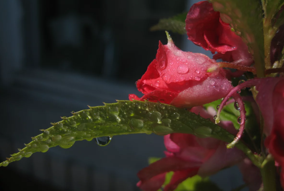 Бальзамин мотылек после правильного полива - источник яндекс картинки