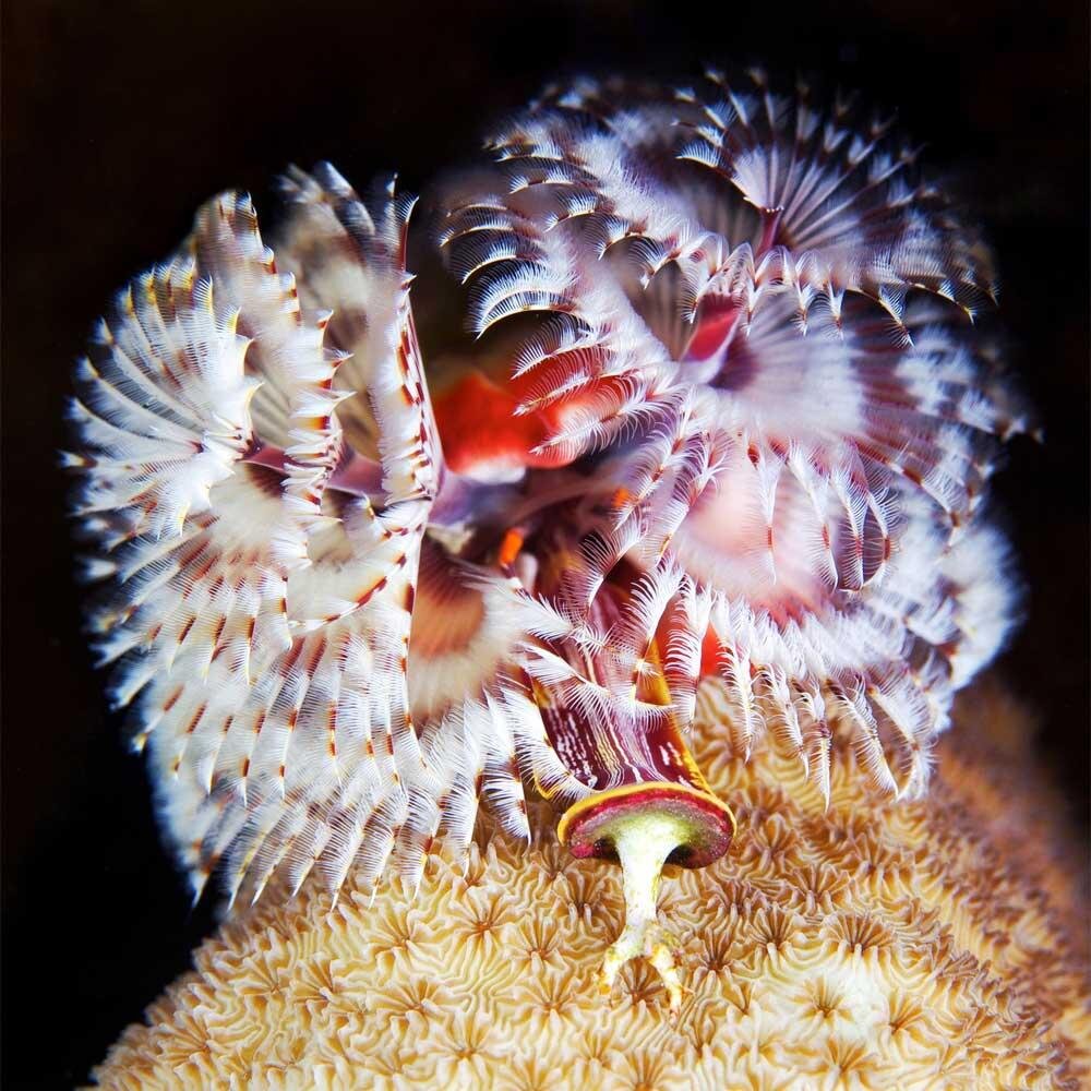фото; https://yandex.ru/images/