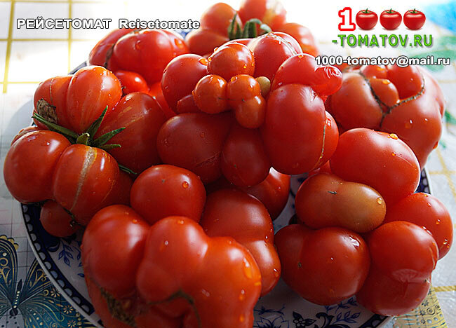 Томат Рейсетомат фото 1