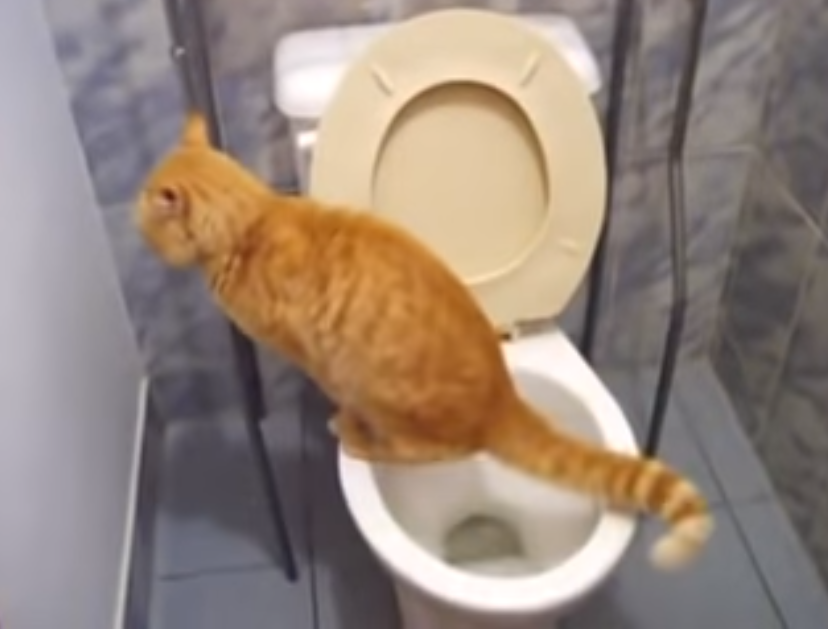 Ему стыдно, не внёс  квартплату вовремя.