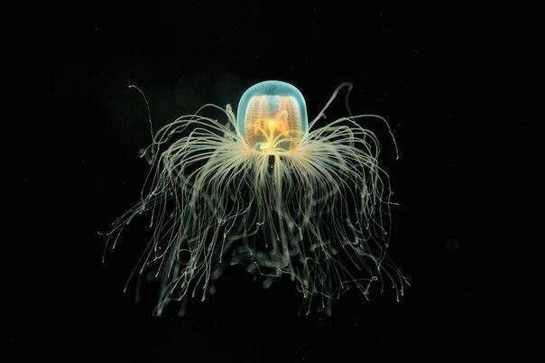  медуза Turritopsis Nutricula
