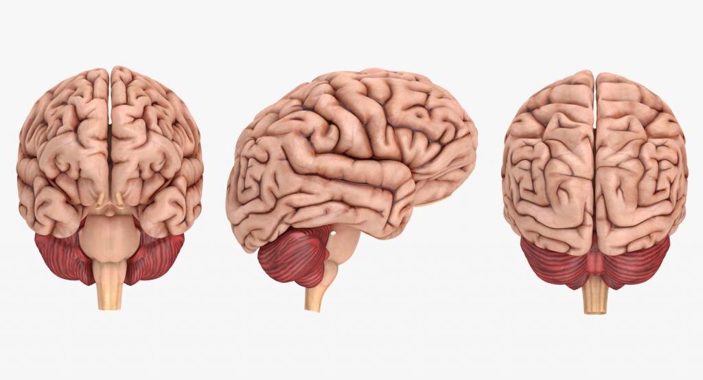 (мозг человеческий)