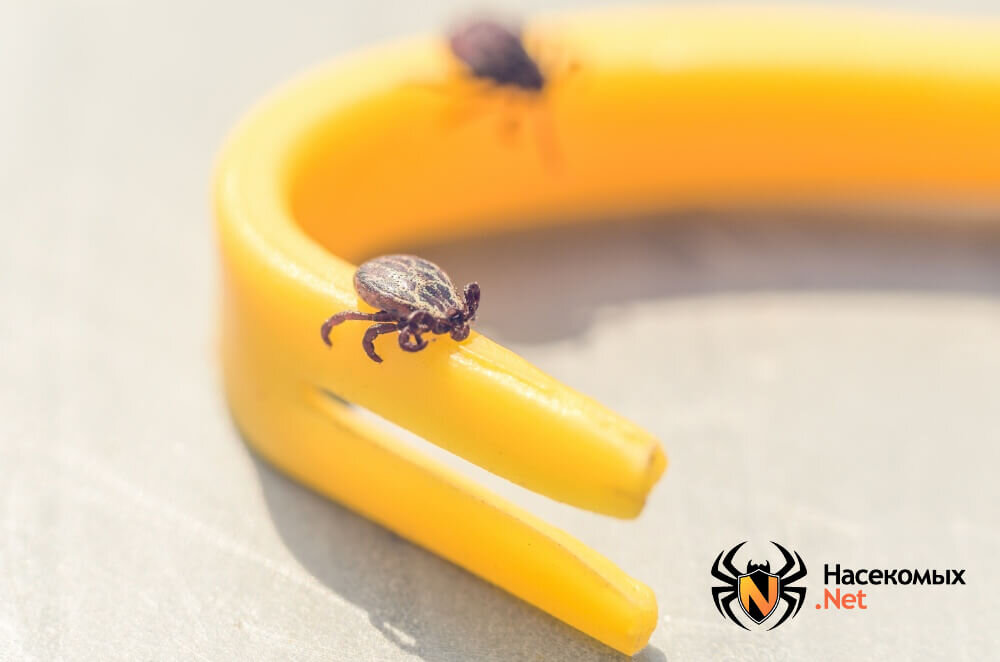 Клещ семейства ИКСОДОВЫЕ