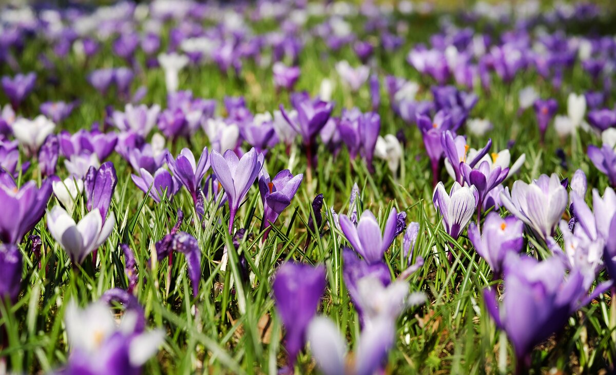 https://pixabay.com/ru/photos/%D0%BA%D1%80%D0%BE%D0%BA%D1%83%D1%81-%D0%B2%D0%B5%D1%81%D0%BD%D0%B0-%D1%86%D0%B2%D0%B5%D1%82%D1%8B-%D1%86%D0%B2%D0%B5%D1%82%D0%B5%D0%BD%D0%B8%D0%B5-%D0%BB%D1%83%D0%B3-3226433/ 