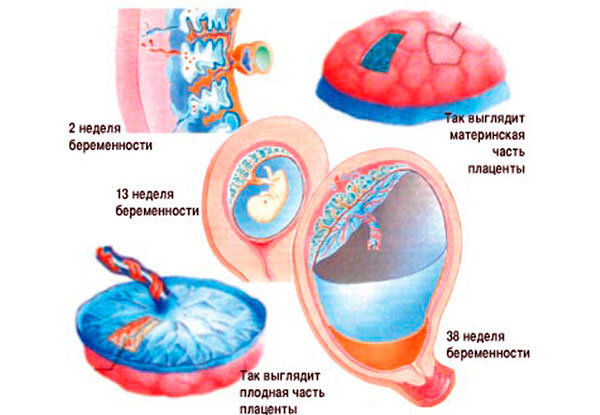 Плацента, её старение раньше времени! — 11 ответов | форум Babyblog
