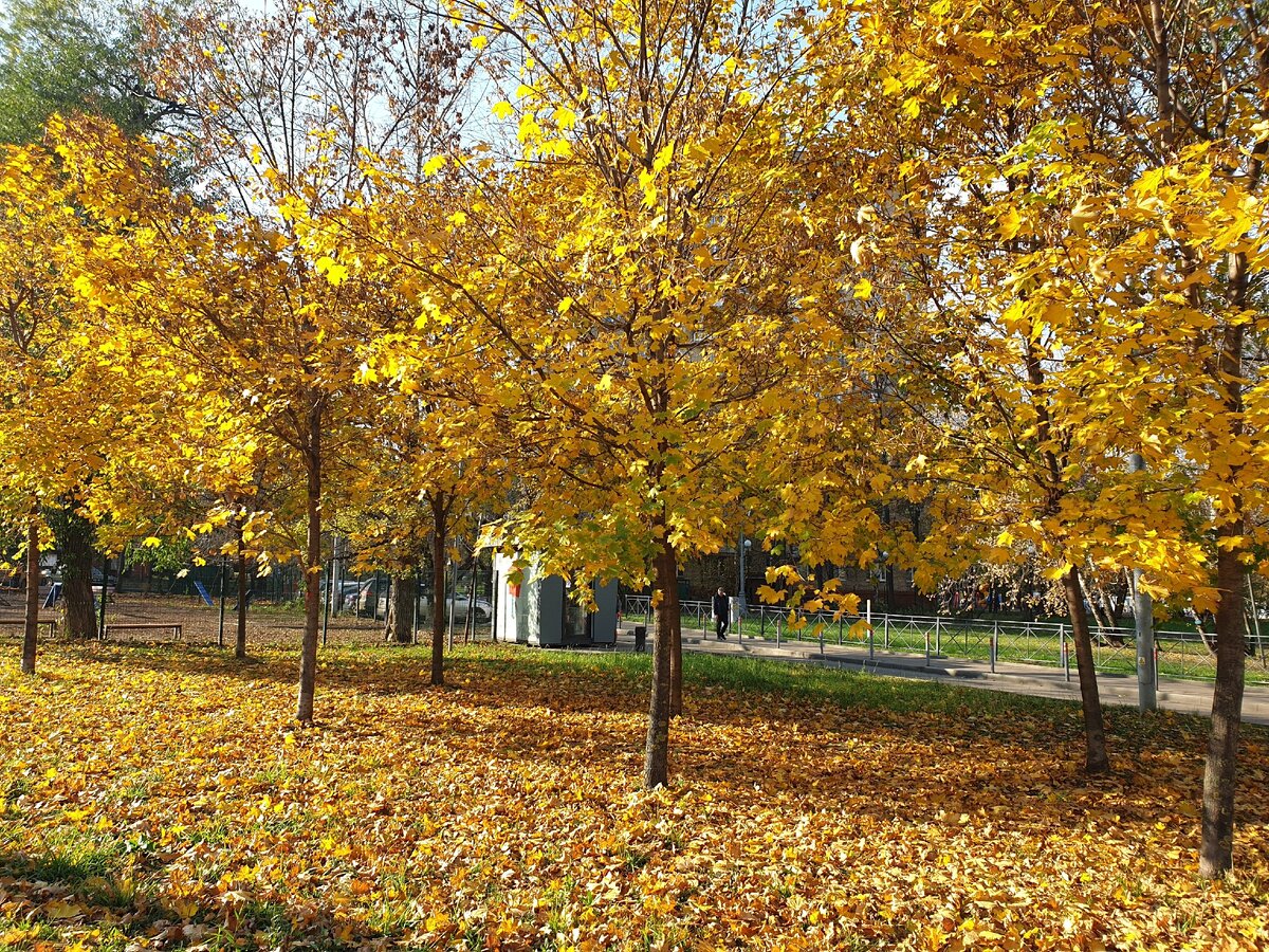 Похожая погода наблюдалась в Москве и в прошлом году