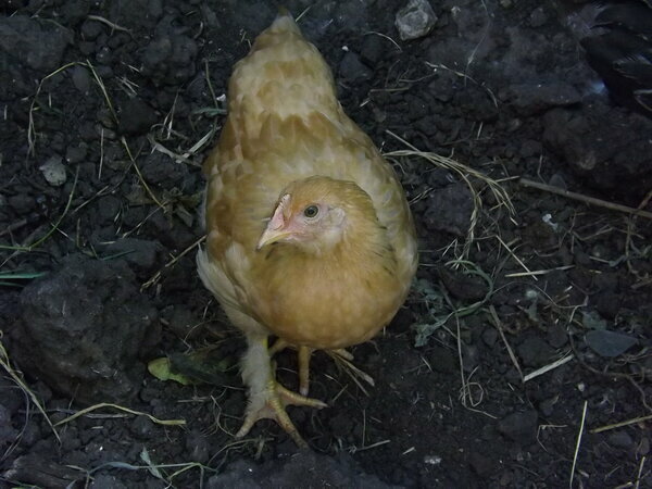 Это рыжая курочка.