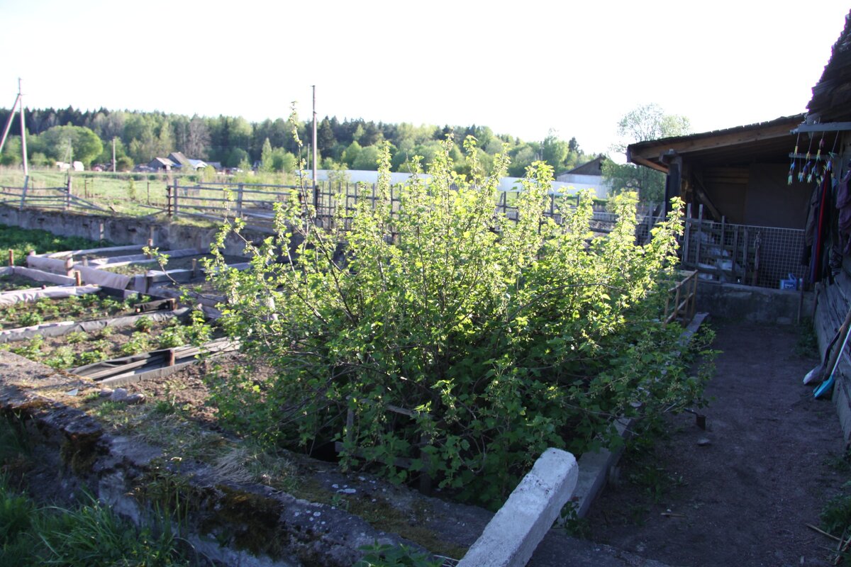 Фото Станововй О.В. Вот такая дорожка была изначально,справа-засыпана песочком.