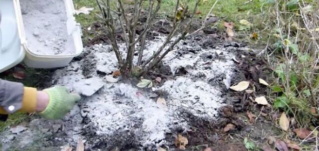 Зола также подходит для подкармливания растений