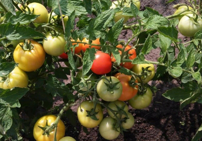 5 Лучших сортов урожайных ранних низкорослых(!) томатов для открытого грунта на 2020 г