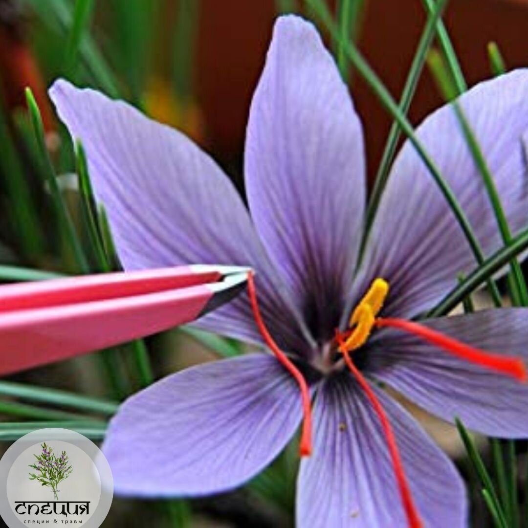 Шафран самое дорогое. Самый красивый и редкий цветок в мире фото и названия. Crocus sativus Eye Drops.