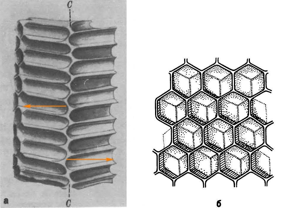 Трипофобия соты медовые. Паттерн шестиугольники. Шестигранник фигура. Менажница из дерева. Соты силуэт.