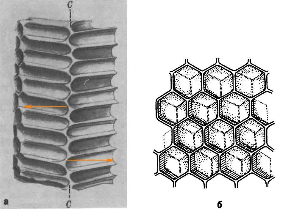 Ячейки сот. Строение ячейки сота пчелиного. Пчелиные соты строение. Соты пчел строение. Размер пчелиной ячейки в соте.