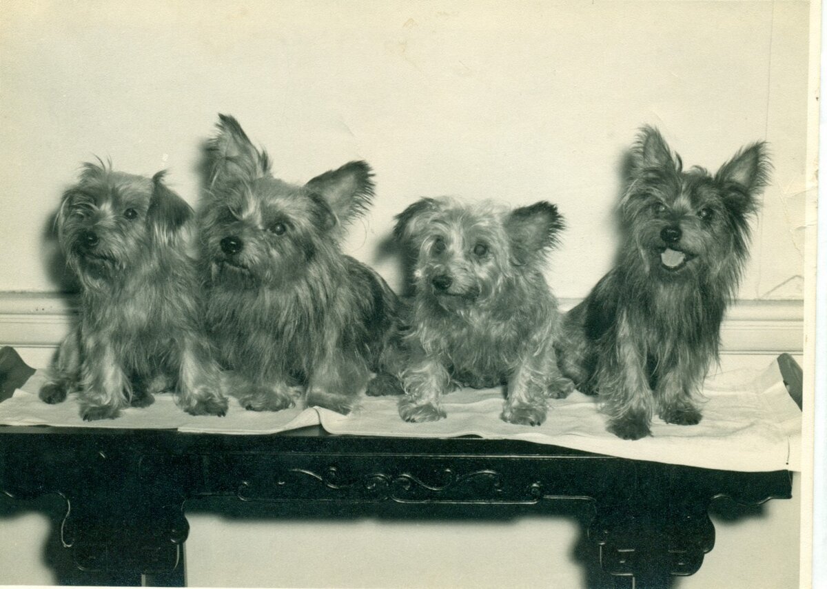 Ретро-терьеры :)