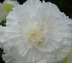 Новинка! AmeriHybrid Ruffled White