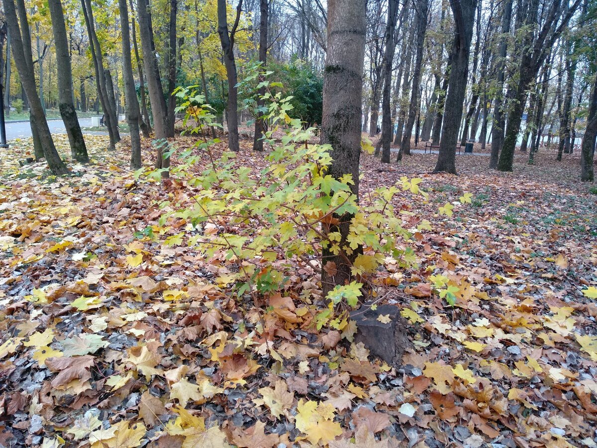 Золотисто-коричневый ковер в парке. Личное фото