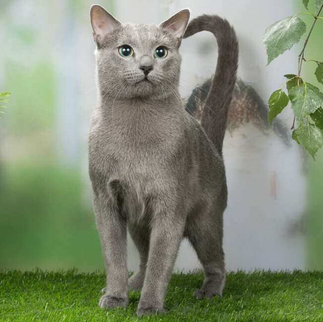 Источник: yandex.ru