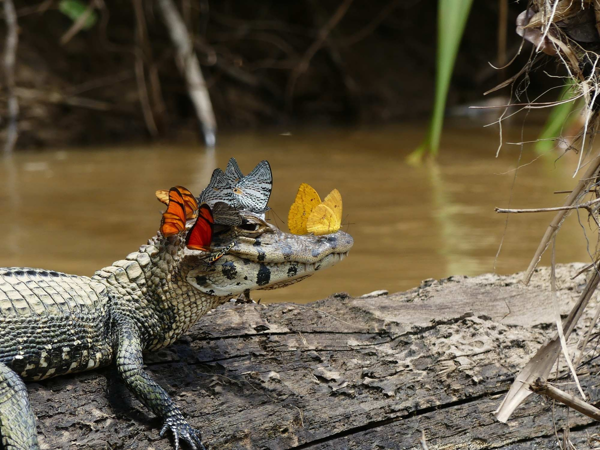 Mark Cowan: Butterflies and caiman #photo@slipperscience #slipperscience