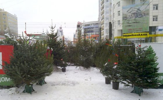 Хотел купить на Новый Год ёлку в горшке, а потом высадить на участке, но задумался — услышал правду от продавца0