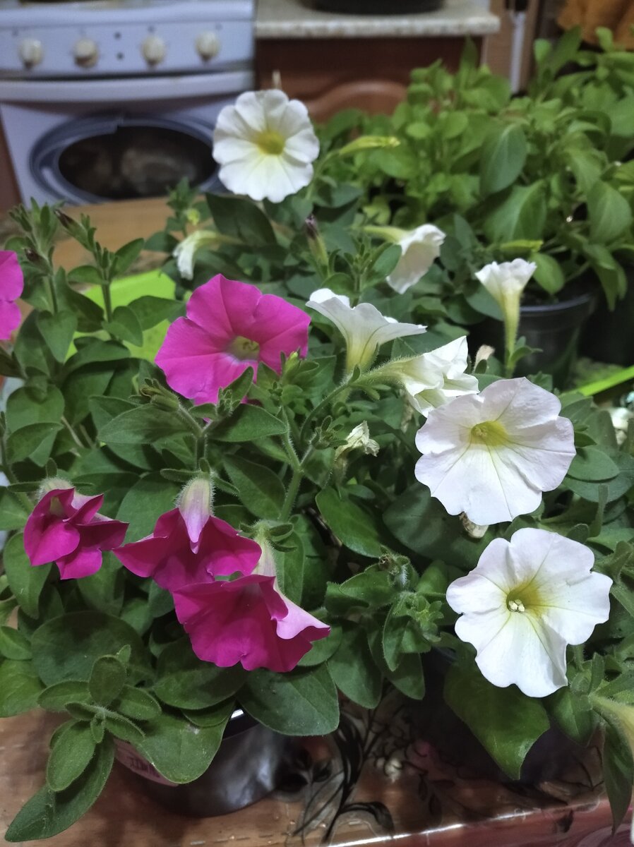 Мои фавориты про которые я рассказывала в статье ранее