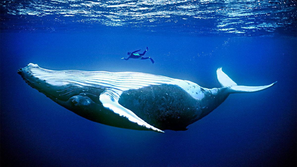 Какое млекопитающие самое крупное. Синий кит (голубой кит). Кит Горбач размер. Самый большой кит.