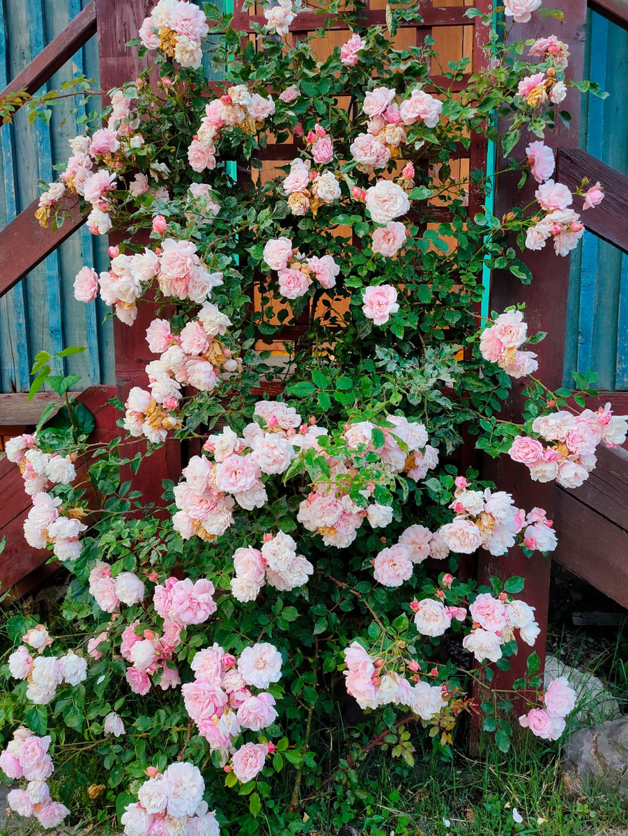 Фото взято из открытых источников 