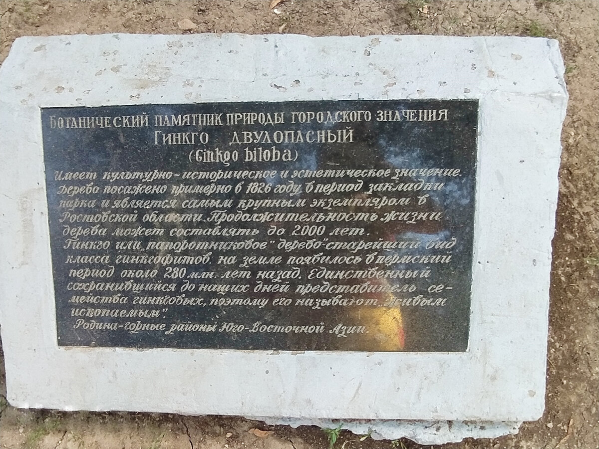 Табличка с информацией о гинкго