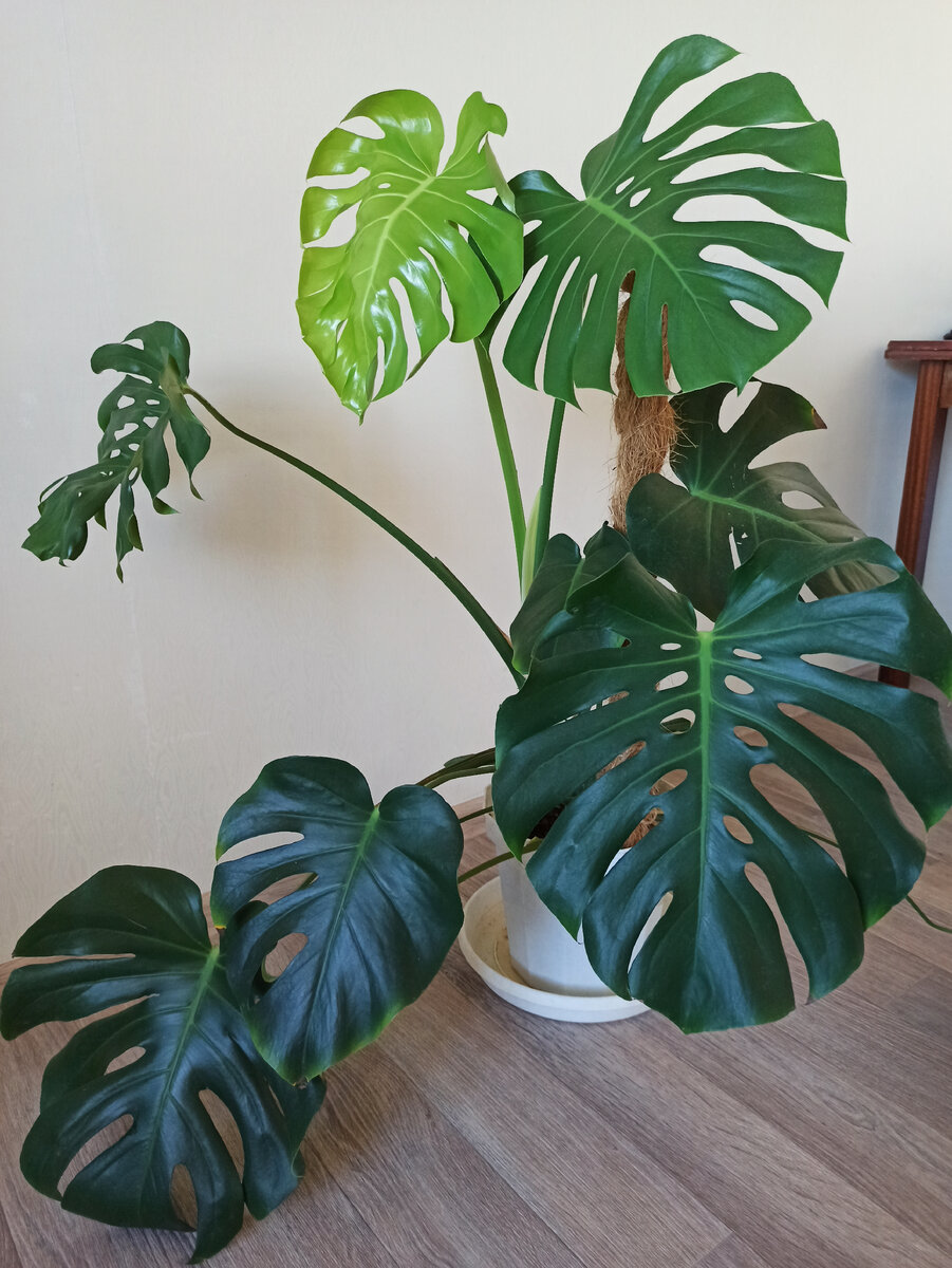 Моя красотка со мной лет 12