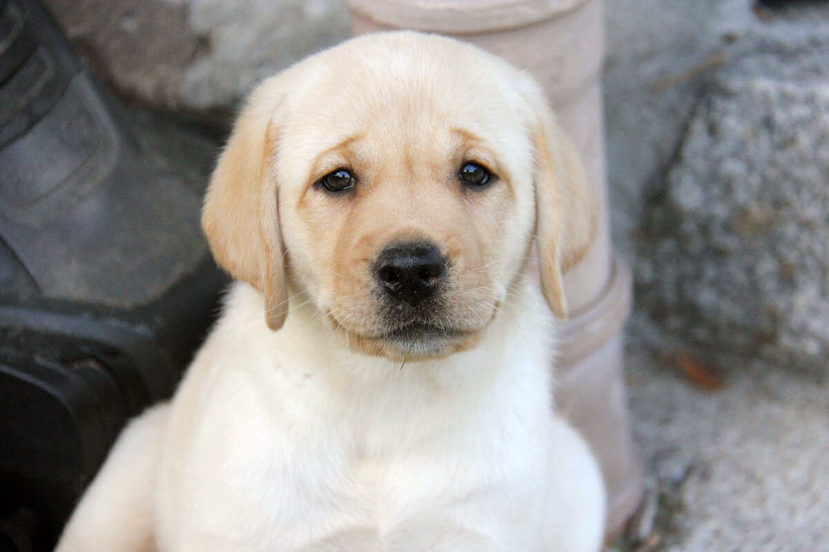 Щенок лабрадора питомника Arh Beauty (arhbeauty.com)