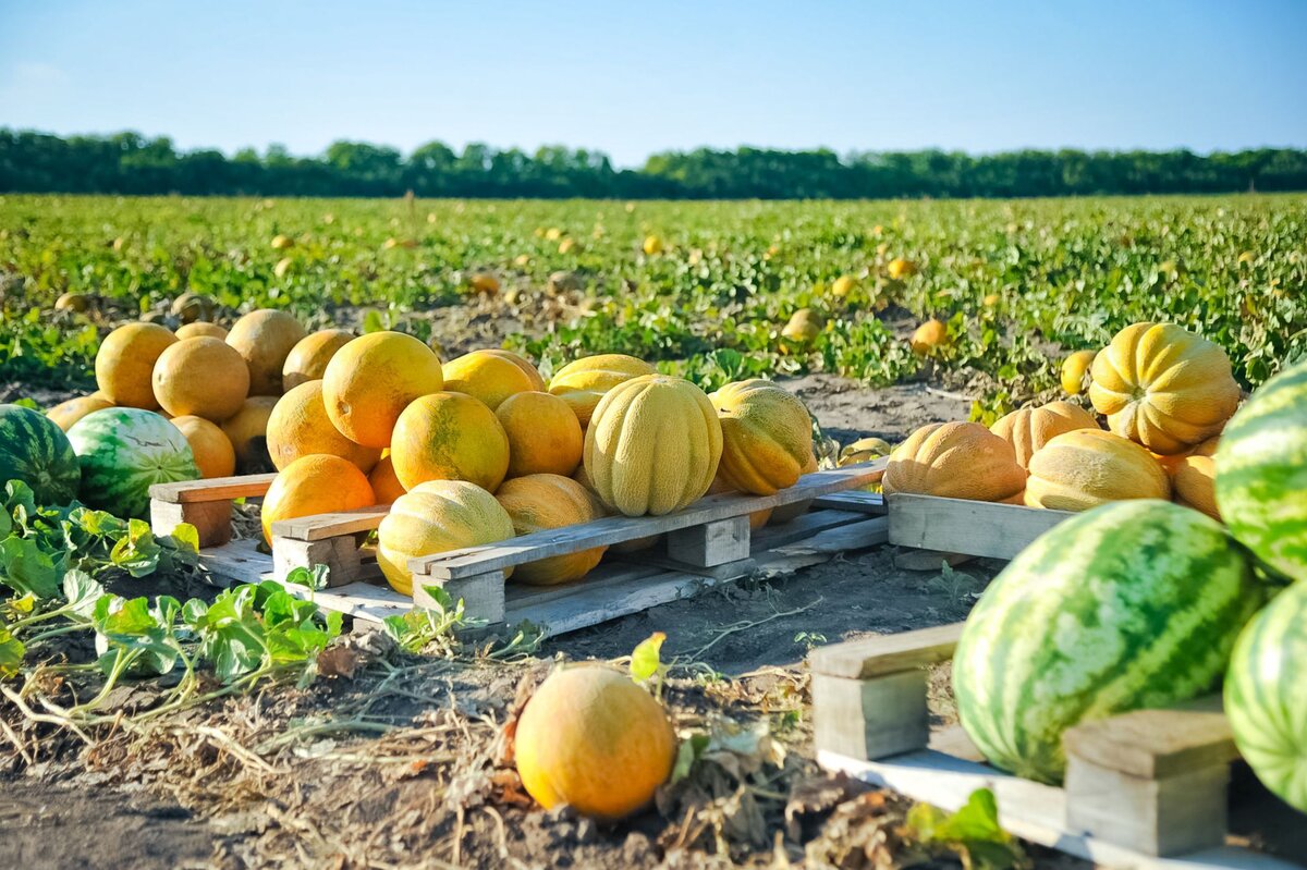 Изображение взято из открытых источников