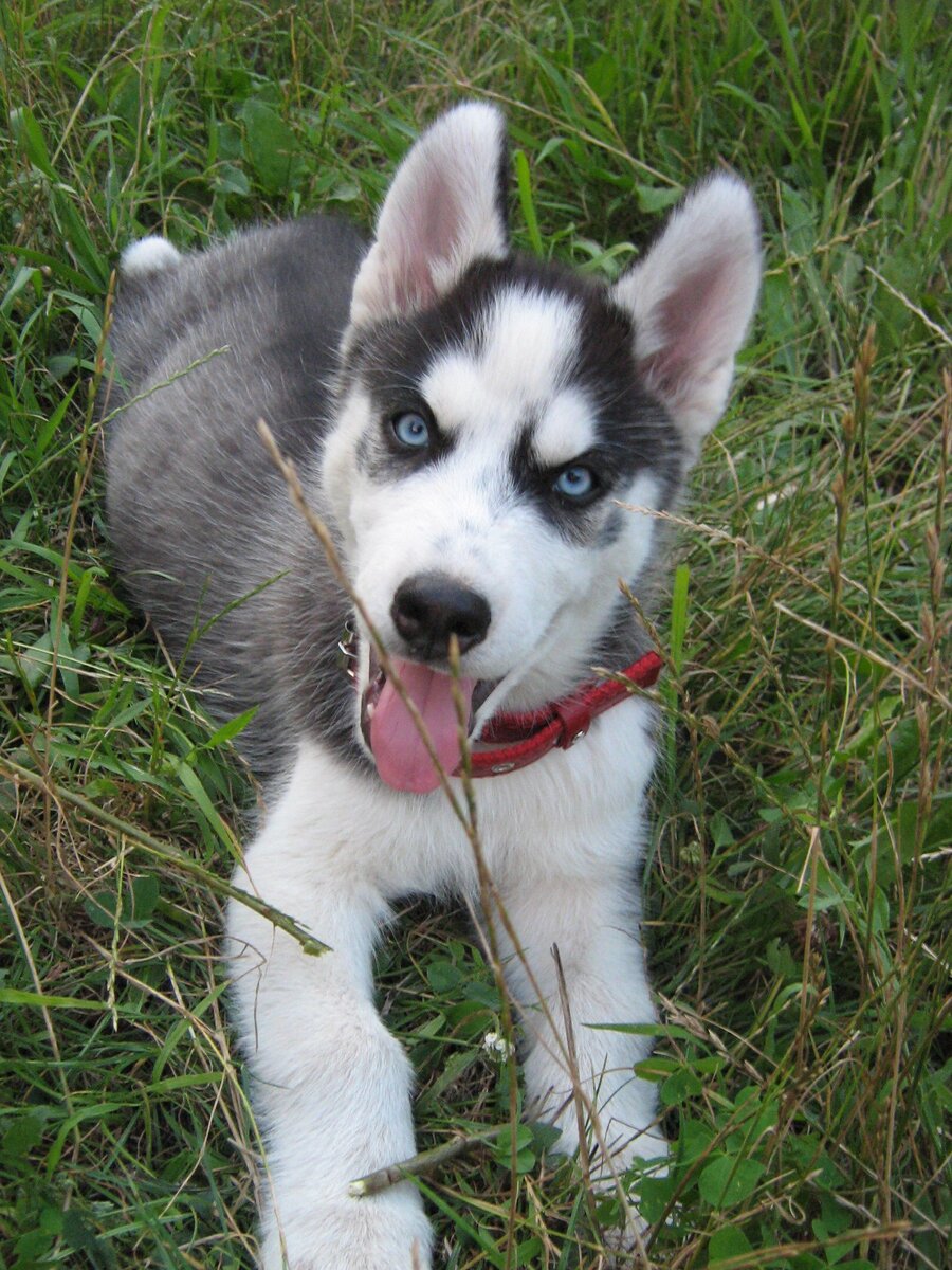 У него были большие наросты на суставах и он с трудом ходил, постоянно подворачивая лапы.