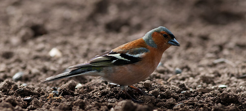 самец зяблика
