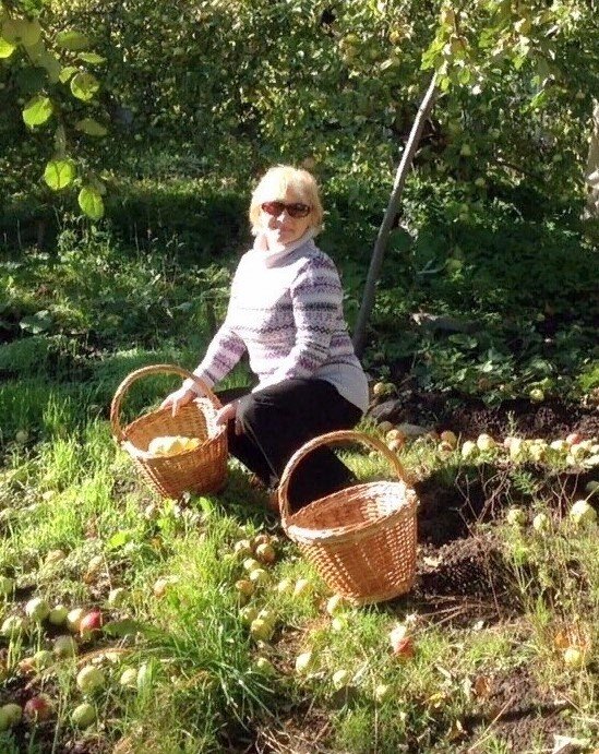 Итог нашего  дневного урожая - две полные корзины и два ведра яблок сортов "Антоновка"  и "Слава победителям". И это далеко не  весь урожай. 