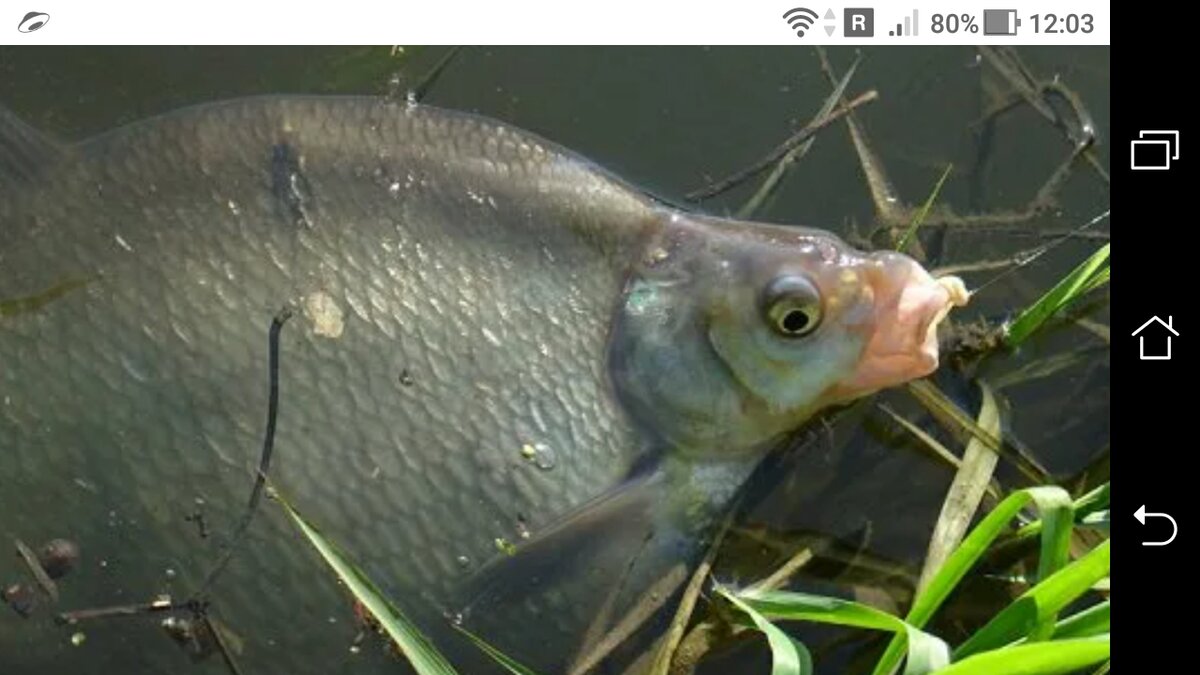 фото Какое время кормежки леща на водохранилище + летом с берега